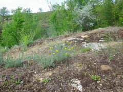 Achillea leptophylla