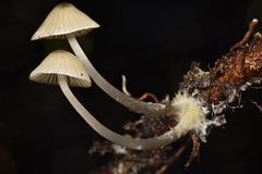 Mycena quiniaultensis