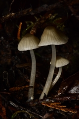 Mycena quiniaultensis