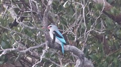 Halcyon senegaloides