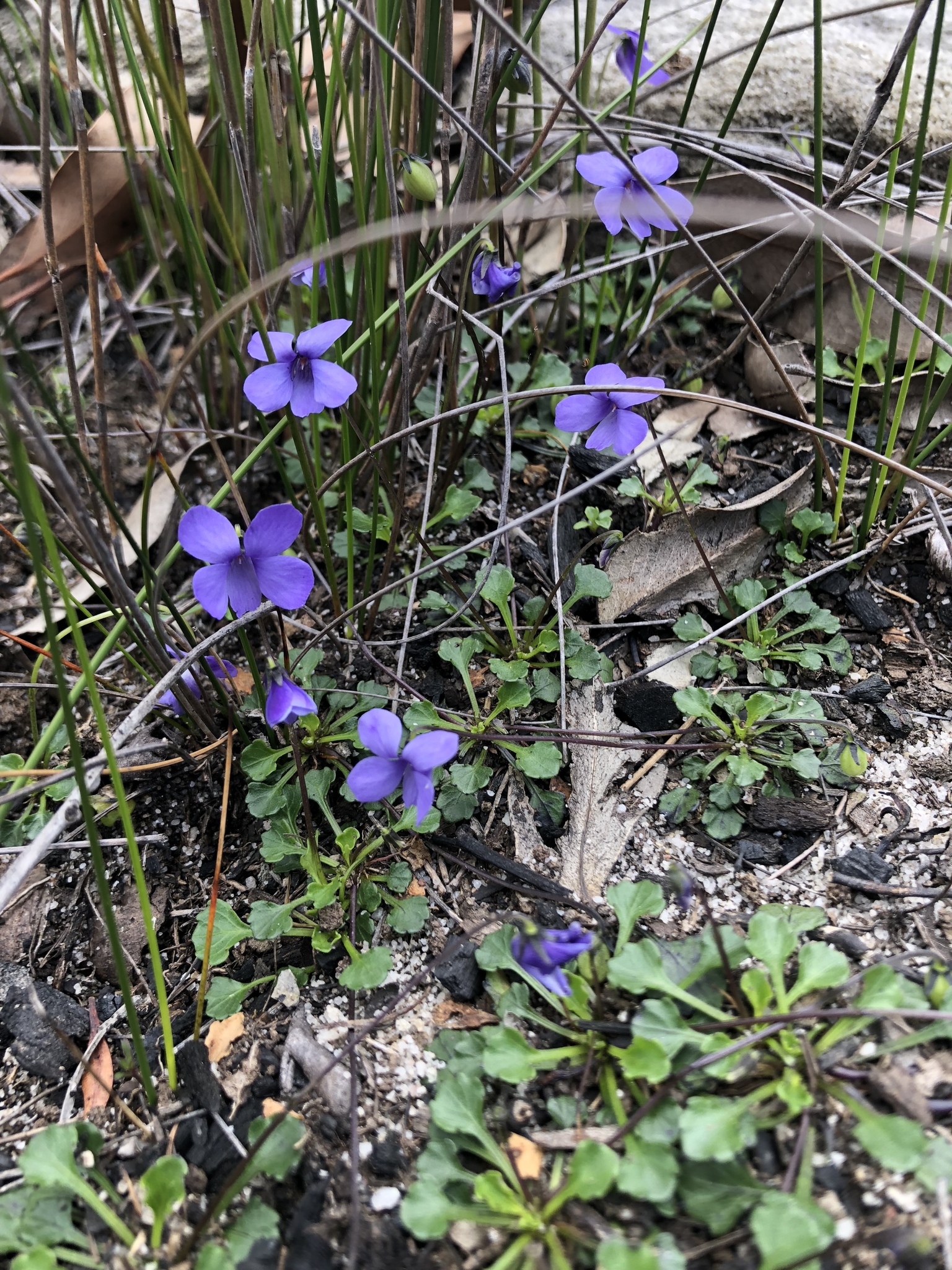 Tiny violet (Viola sieberiana) · iNaturalist