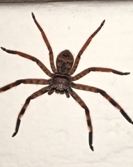 Barylestis