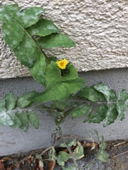 Sonchus oleraceus