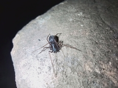 Araneomorphae