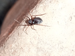 Araneomorphae