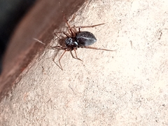 Araneomorphae