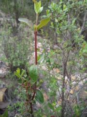 Vesalea occidentalis