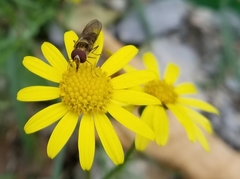 Episyrphus balteatus