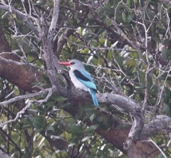 Halcyon senegaloides