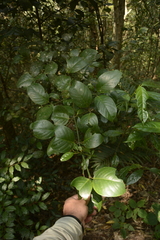 Garcinia morella