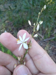 Chlorophytum comosum