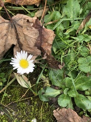 Bellis perennis