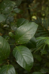 Garcinia morella