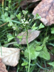 Capsella bursa-pastoris