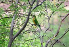 Eupsittula cactorum