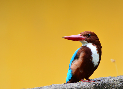 White-throated Kingfisher