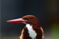 White-Throated Kingfisher photo 5
