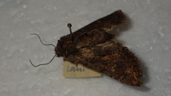 Mniotype adusta