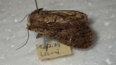 Mniotype adusta