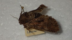 Mniotype adusta