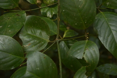 Garcinia morella