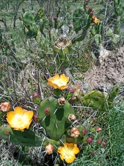 Opuntia rioplatense