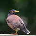 Common Myna - Photo (c) VarmaX, some rights reserved (CC BY-NC-SA), uploaded by VarmaX