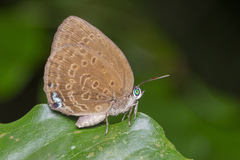 Arhopala major