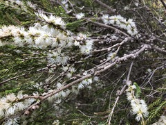 Melaleuca brevifolia