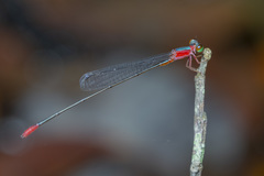 Teinobasis ruficollis
