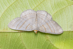 Bulonga schistacearia