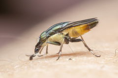 Idiella