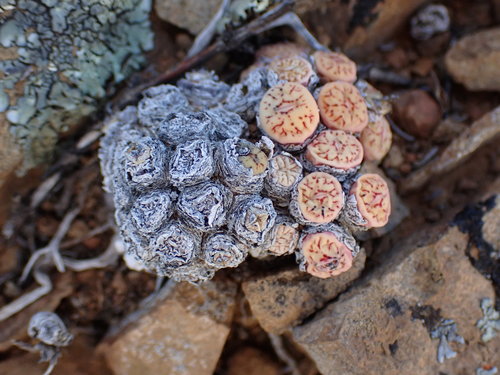 Mesembryanthemum labyrintheum Haw.