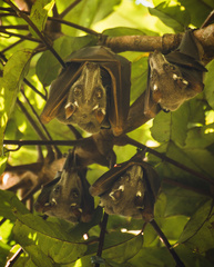 Hypsignathus monstrosus