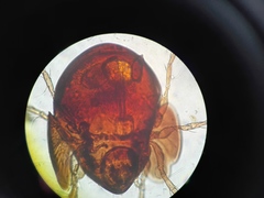 Galumnidae