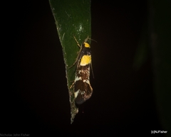 Epithymema helias