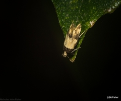 Macrobathra hamaxitodes