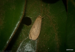 Lambula obliquilinea