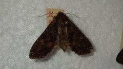 Mniotype adusta
