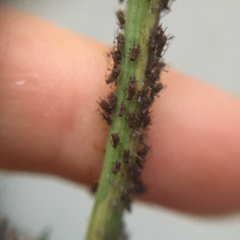 Uroleucon sonchi