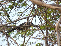 Phaenicophaeus viridirostris