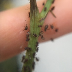 Uroleucon sonchi