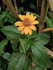 Sphagneticola trilobata