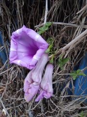 Ipomoea cairica