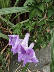 Ipomoea cairica