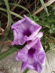 Ipomoea cairica