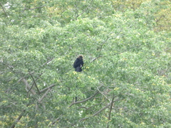 Semnopithecus johnii