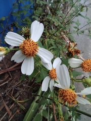 Bidens alba