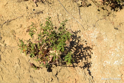 Cistus inflatus