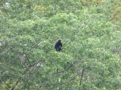Semnopithecus johnii